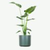 plants-ecommerce-product-featured-img-17 Alocasia Regal Shield