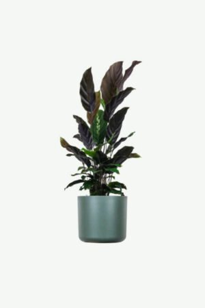 plants-ecommerce-product-featured-img-18 Calathea Rufibarba