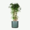 plants-ecommerce-product-featured-img-19 Aralia Ming