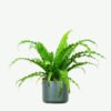 plants-ecommerce-product-featured-img-8 Birdnest Japanese