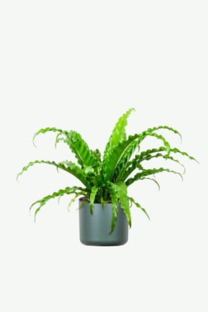 plants-ecommerce-product-featured-img-8 Birdnest Japanese