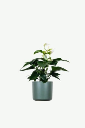 plants-ecommerce-product-featured-img-9 Golden Pothos Pole