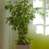 plants-shop-product-gallery-img-10 Aralia Ming