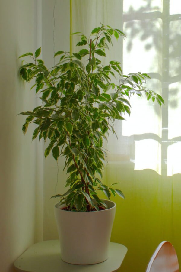 plants-shop-product-gallery-img-10 Aralia Ming