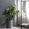 plants-shop-product-gallery-img-12 Bird of Paradise