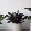 plants-shop-product-gallery-img-13 Hoya Obovatum