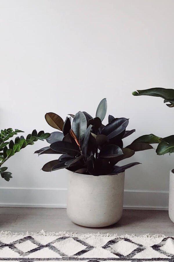 plants-shop-product-gallery-img-13 Hoya Obovatum