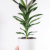 plants-shop-product-gallery-img-18 Dracaena Lisa