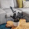 plants-shop-product-gallery-img-3 Calathea Rufibarba
