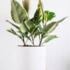 plants-shop-product-gallery-img-5 Calathea Beauty Star