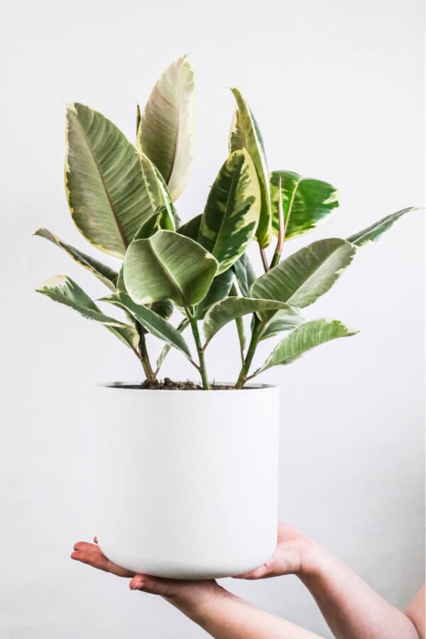 plants-shop-product-gallery-img-5 Calathea Beauty Star