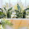 plants-shop-product-gallery-img-7 Alocasia Regal Shield