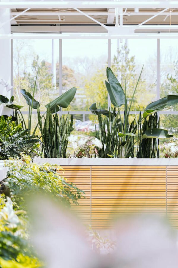 plants-shop-product-gallery-img-7 Alocasia Regal Shield
