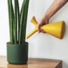 plants-shop-product-gallery-img-9 Euphorbia Ingens